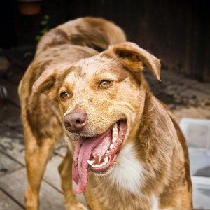 Meet your Posher, P.j.